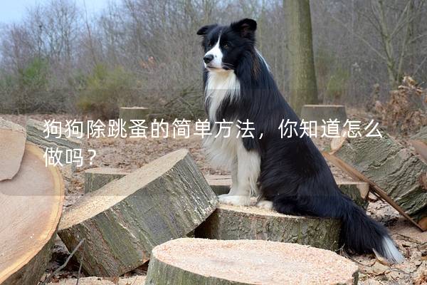 狗狗除跳蚤的简单方法，你知道怎么做吗？