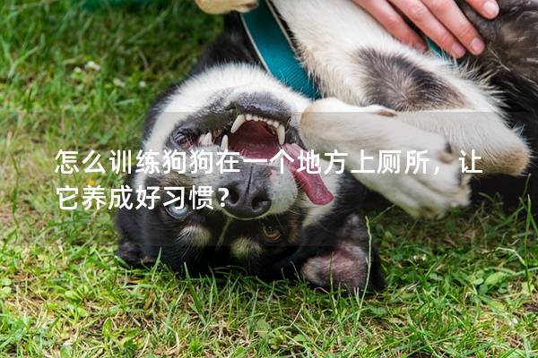 怎么训练狗狗在一个地方上厕所，让它养成好习惯？