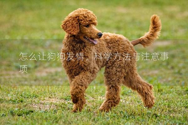 怎么让狗狗发情，科学方法与注意事项