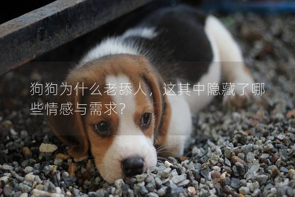 狗狗为什么老舔人，这其中隐藏了哪些情感与需求？