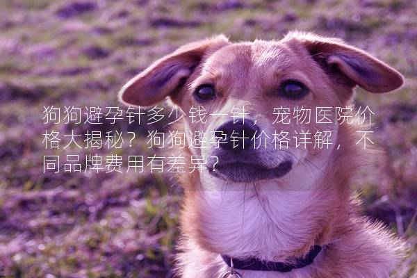 狗狗避孕针多少钱一针，宠物医院价格大揭秘？狗狗避孕针价格详解，不同品牌费用有差异？