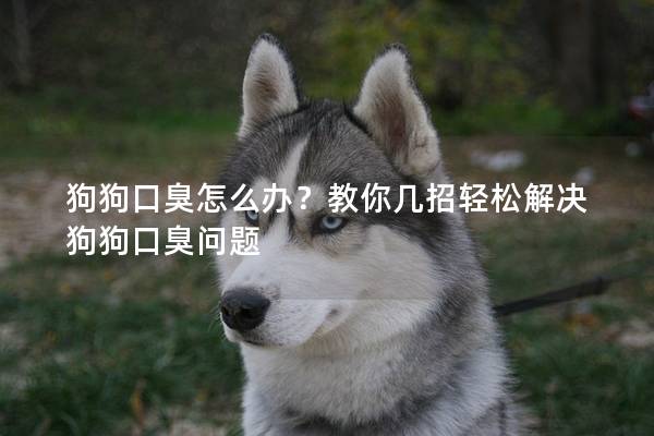 狗狗口臭怎么办？教你几招轻松解决狗狗口臭问题