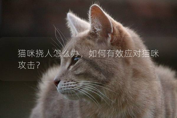 猫咪挠人怎么办，如何有效应对猫咪攻击？