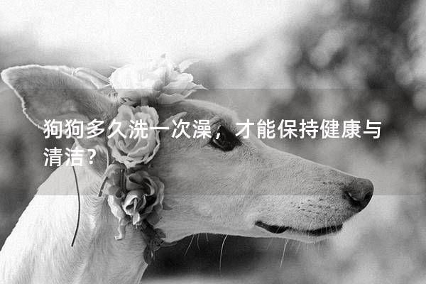 狗狗多久洗一次澡，才能保持健康与清洁？
