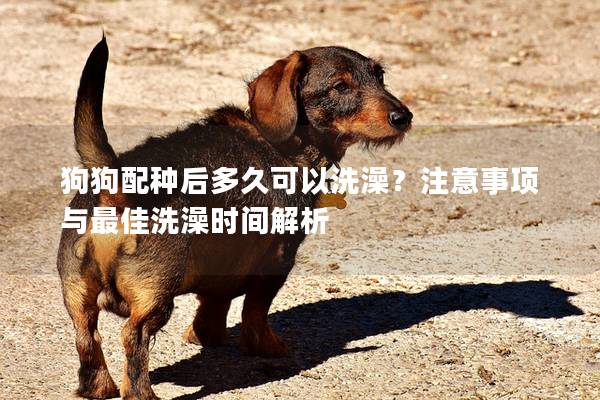 狗狗配种后多久可以洗澡？注意事项与最佳洗澡时间解析