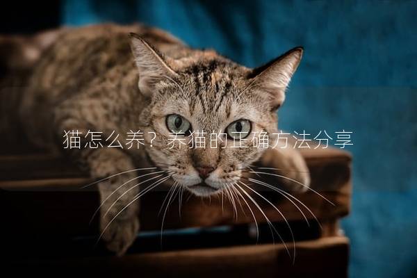 猫怎么养？养猫的正确方法分享