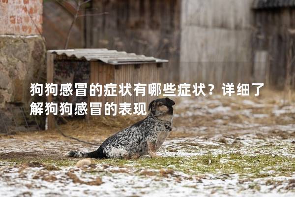 狗狗感冒的症状有哪些症状？详细了解狗狗感冒的表现