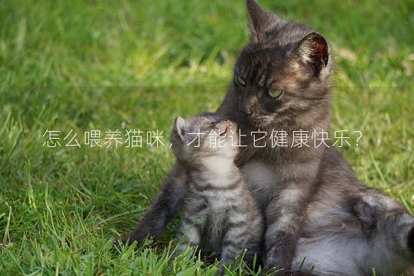 怎么喂养猫咪，才能让它健康快乐？