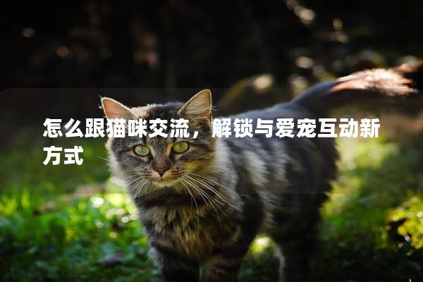 怎么跟猫咪交流，解锁与爱宠互动新方式
