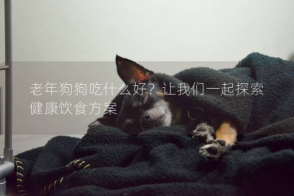 老年狗狗吃什么好？让我们一起探索健康饮食方案