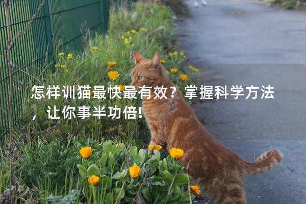 怎样训猫最快最有效？掌握科学方法，让你事半功倍!