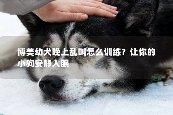 博美幼犬晚上乱叫怎么训练？让你的小狗安静入眠
