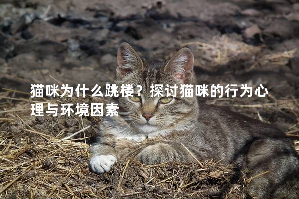 猫咪为什么跳楼？探讨猫咪的行为心理与环境因素