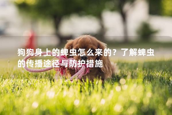 狗狗身上的蜱虫怎么来的？了解蜱虫的传播途径与防护措施