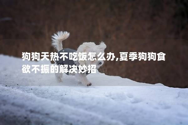狗狗天热不吃饭怎么办,夏季狗狗食欲不振的解决妙招