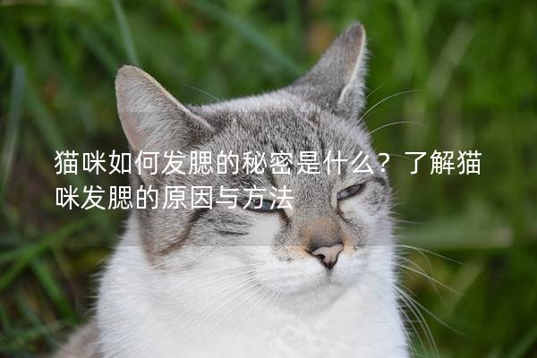 猫咪如何发腮的秘密是什么？了解猫咪发腮的原因与方法