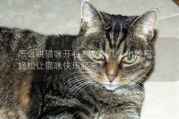 怎么哄猫咪开心？教你几个小妙招，轻松让猫咪快乐起来
