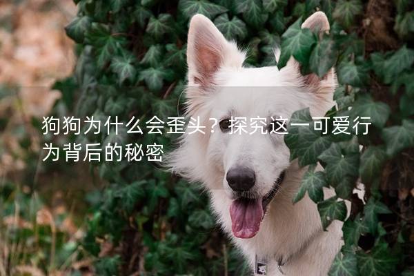 狗狗为什么会歪头？探究这一可爱行为背后的秘密