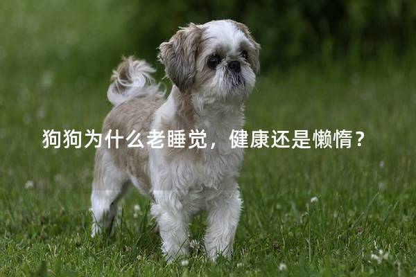 狗狗为什么老睡觉，健康还是懒惰？