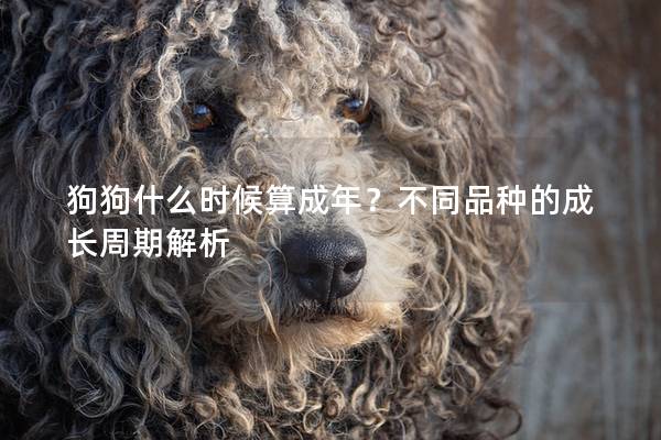 狗狗什么时候算成年？不同品种的成长周期解析
