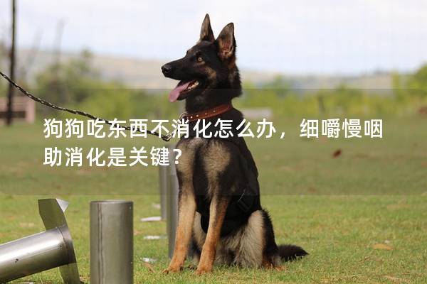 狗狗吃东西不消化怎么办，细嚼慢咽助消化是关键？