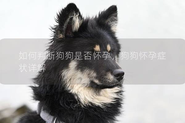 如何判断狗狗是否怀孕，狗狗怀孕症状详解