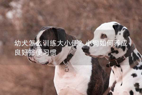 幼犬怎么训练大小便？小狗如何养成良好排便习惯