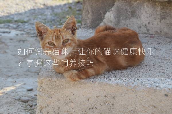 如何饲养猫咪，让你的猫咪健康快乐？掌握这些饲养技巧