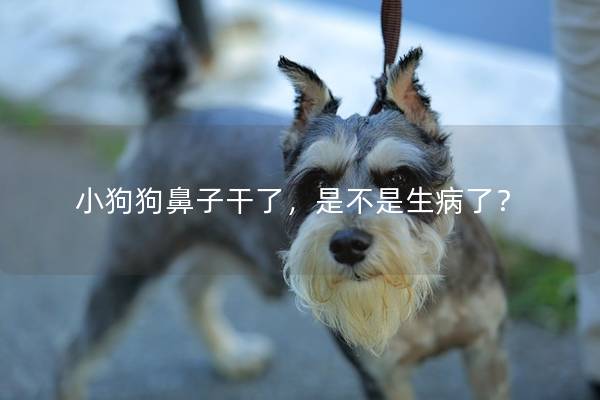 小狗狗鼻子干了，是不是生病了？