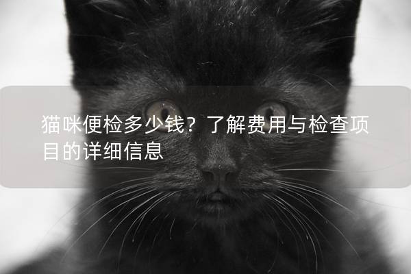 猫咪便检多少钱？了解费用与检查项目的详细信息