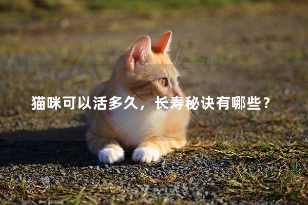 猫咪可以活多久，长寿秘诀有哪些？