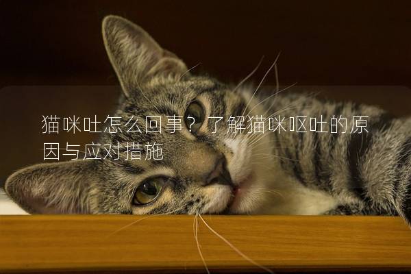 猫咪吐怎么回事？了解猫咪呕吐的原因与应对措施