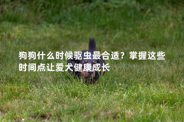狗狗什么时候驱虫最合适？掌握这些时间点让爱犬健康成长