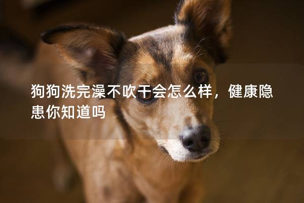 狗狗洗完澡不吹干会怎么样，健康隐患你知道吗