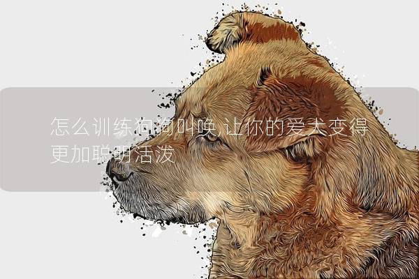 怎么训练狗狗叫唤,让你的爱犬变得更加聪明活泼