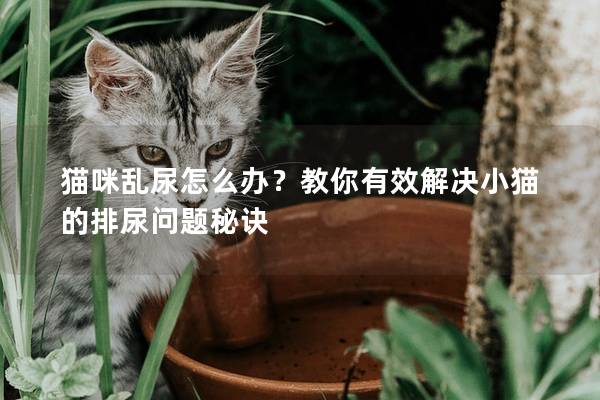 猫咪乱尿怎么办？教你有效解决小猫的排尿问题秘诀