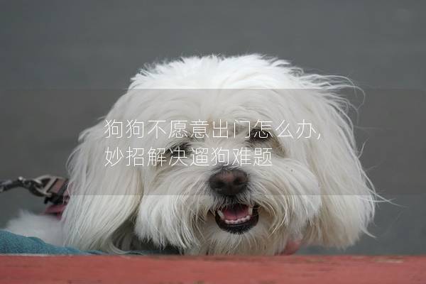 狗狗不愿意出门怎么办, 妙招解决遛狗难题