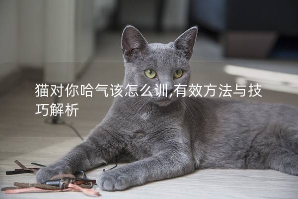猫对你哈气该怎么训,有效方法与技巧解析