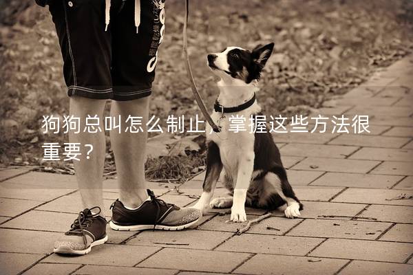 狗狗总叫怎么制止，掌握这些方法很重要？