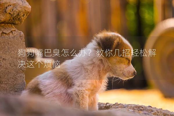 狗狗嘴巴臭怎么办？教你几招轻松解决这个烦恼