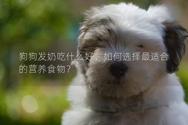 狗狗发奶吃什么好，如何选择最适合的营养食物？