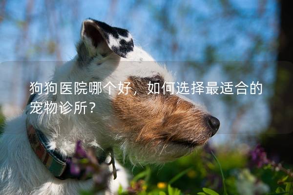 狗狗医院哪个好，如何选择最适合的宠物诊所？