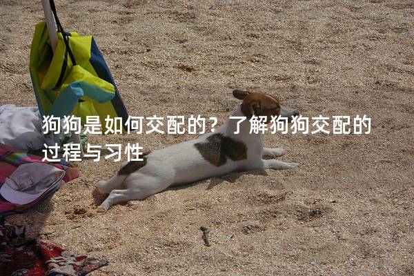 狗狗是如何交配的？了解狗狗交配的过程与习性
