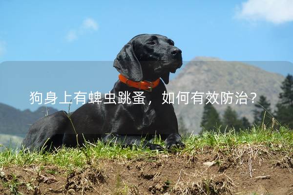 狗身上有蜱虫跳蚤，如何有效防治？
