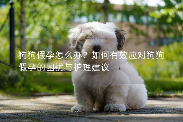 狗狗假孕怎么办？如何有效应对狗狗假孕的困扰与护理建议