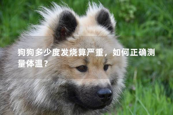 狗狗多少度发烧算严重，如何正确测量体温？