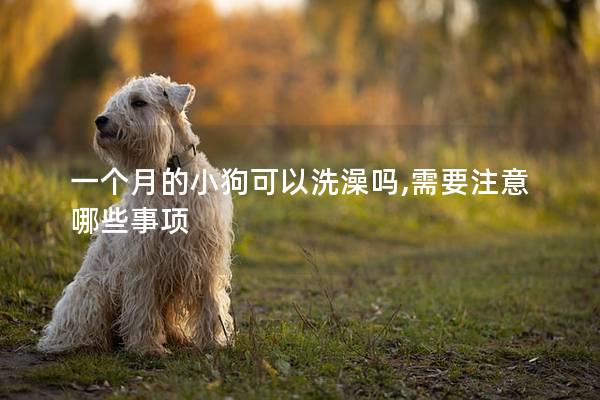 一个月的小狗可以洗澡吗,需要注意哪些事项