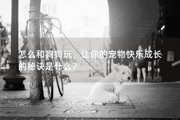 怎么和狗狗玩，让你的宠物快乐成长的秘诀是什么？