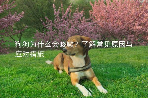 狗狗为什么会咳嗽？了解常见原因与应对措施