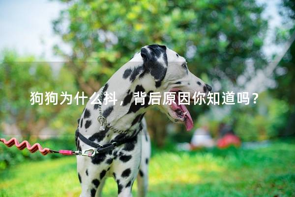 狗狗为什么抖，背后原因你知道吗？